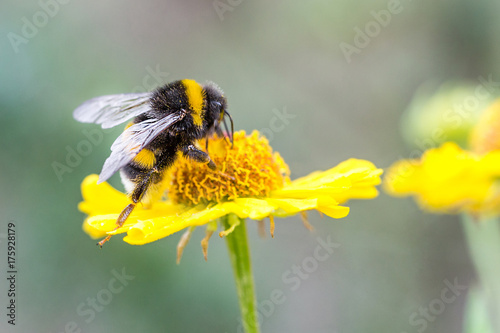 Close up of beautiful striped bumblebee gathering pollen from yellow garden flower. Blurred soft background