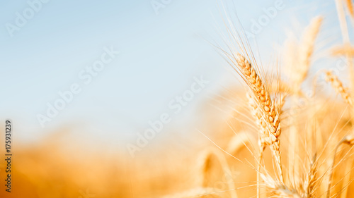 Photo of wheat spikelets in field