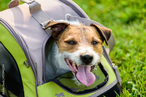 Happy dog looking out of mesh window of traveler pet carrier bag