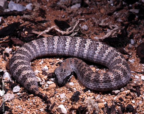 Acanthophis antarcticus, Common death adder, a common Australian poisonous snake