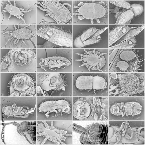 Insect electron microscope photos. Bark beetles, parasitic ticks and wasps