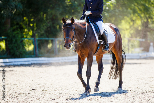 Bay horse with rider girl walking on dressage competition. Equestrian sport background with copy space