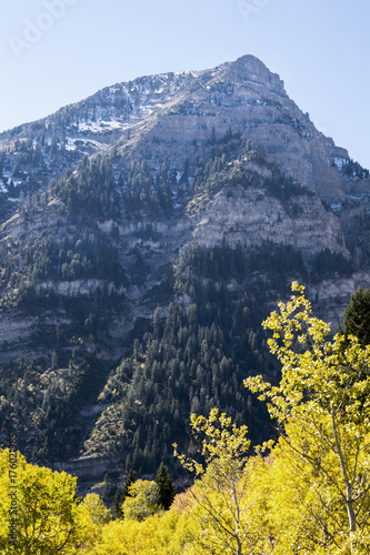 Changing Autumn Leaves in the Mountains of Northern Utah