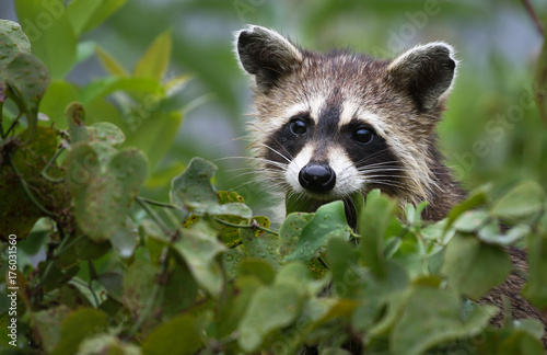 Juvenile raccoon climbing in a bush