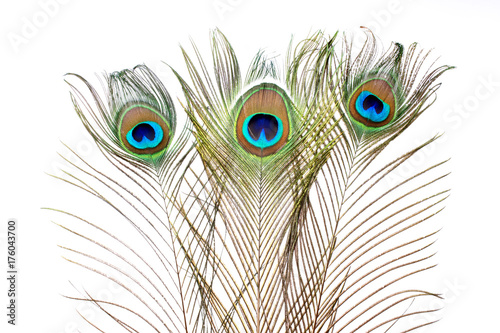 Peacock. Peacock feathers on white background.