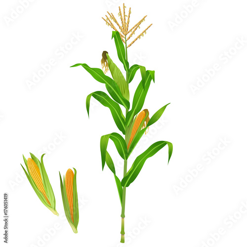 Isolated green realistic corn plant / Corn plant on white background 