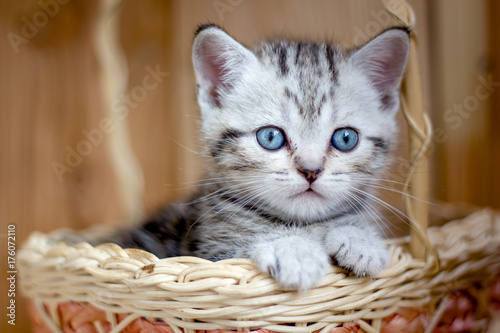 Adorable little kitten sitting in a wicker basket.