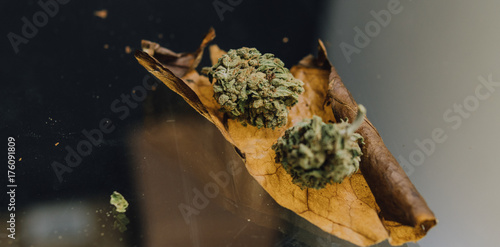 weed blunt close-up..two buds of marijuana lying on a cigarette sheet