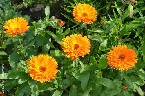 Blooming calendula (lat. Calendula officinalis) in the garden