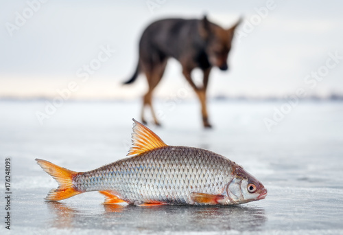 The hungry dog and fresh fish roach on the ice