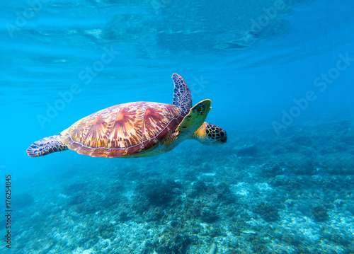 Sea turtle swims in sea water. Big green sea turtle closeup. Life of tropical coral reef.