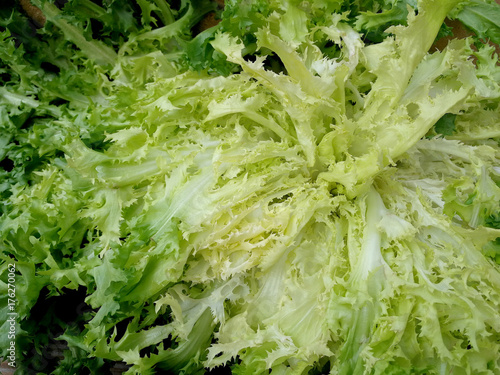 fresh escarole with curly leves