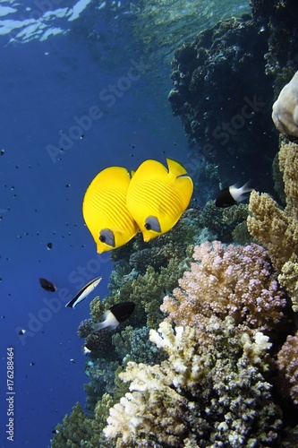 A pair of butterfly fish on a red sea reef