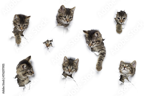 Cats in holes of paper, little grey tabby kittens peeking out of torn white background, eight funny playing pets 