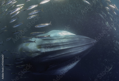 Bryde's whale swimming through a sardine bait ball feeding on sardines, sardine run, east coast South Africa.