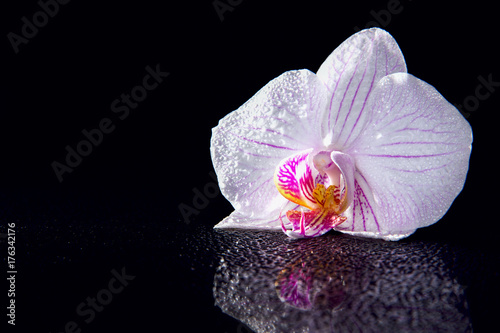 One orchid flower with water drops and reflection on a black background.