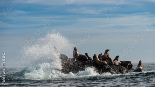 Tyuleny Island, Sea of Okhotsk, Russia Aug 26 2017 Colony of seals