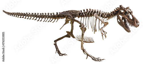 Tyrannosaurus Rex skeleton on isolated background
