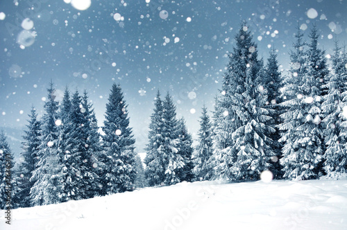 Christmas background with snowy fir trees