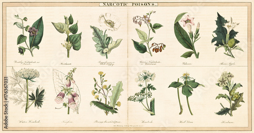 Vintage style illustration of a set of plants used to create narcotic poisons