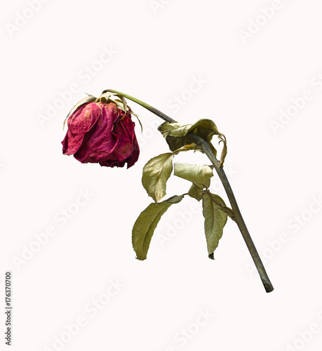 withering red roses isolated on white background