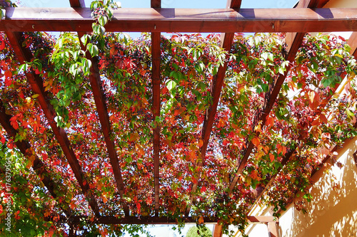 Virginia creeper autumn leaves and berries covering a wooden pergola attached to a house wall (Parthenocissus quinquefolia)