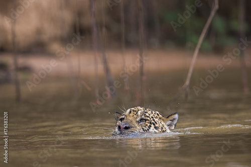 Jaguar schwimmt im Fluss