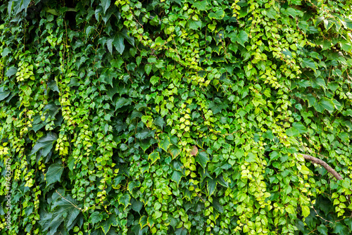 Ivy - evergreen climbing bush
