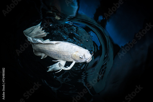 white crap fish or butterfly koi fish platinum color in pond