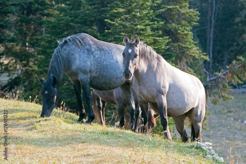 Wild Horses - Blue Roan mare and Silver Gray Grulla mare in the Pryor Mountains Wild Horse Range in Montana United States