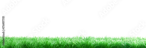 Gras freigestellt auf weiß in Panorama Format