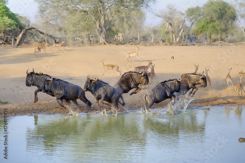 Wildebeest (Connochaetes taurinus), aka Brindled Gnu in a panic at a waterhole