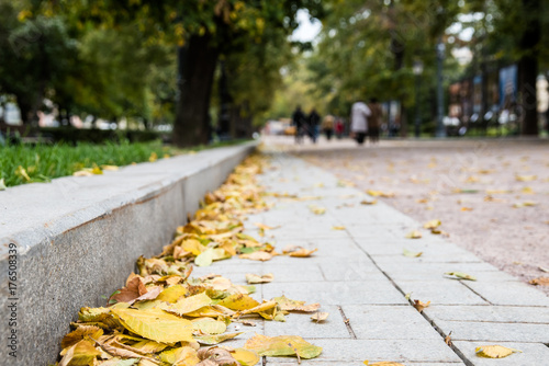 Yellow autumn foliage at the stone curb of a street