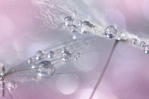 Dandelion with silvery drops of dew on a multi-colored gentle background.