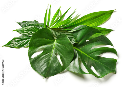 various tropical leaves