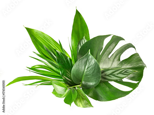 various tropical leaves