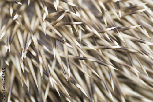 Close up of hedgehog spines (Erinaceus europaeus)