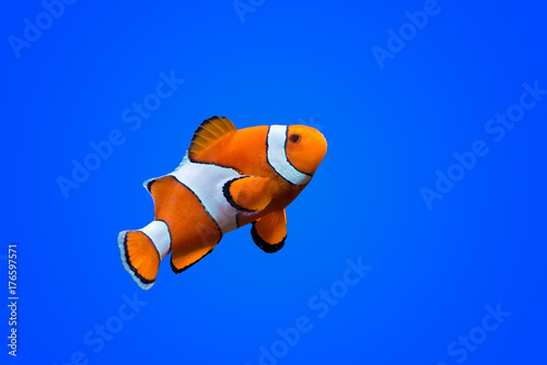 Amphiprioninae clown fish on deep blue sea color background