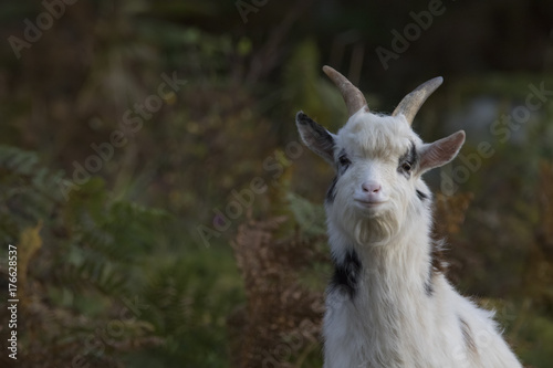 feral goat portraits with autumn background