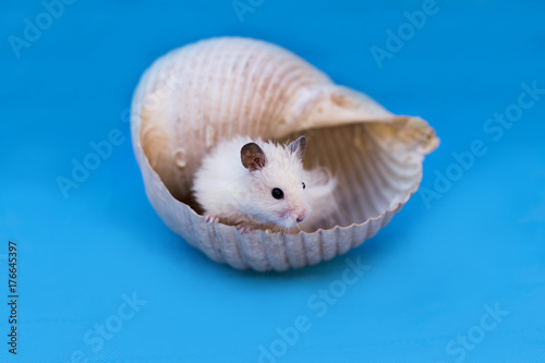 the hamster in the shell