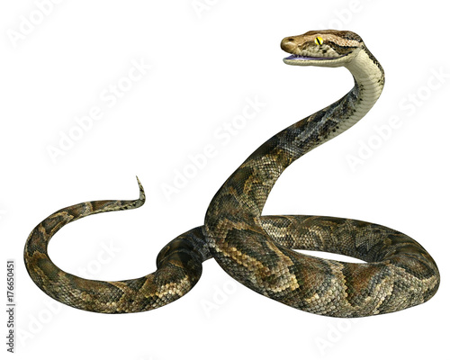 3d render of a golden giant python snake isolated on white