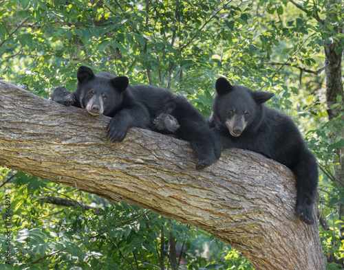 Black Bear cubs in tree 