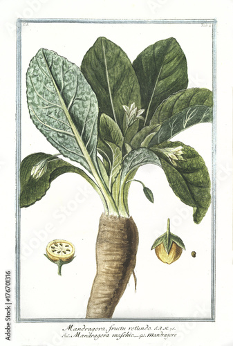 Old botanical illustration of Mandragora fructu rotundo. By G. Bonelli on Hortus Romanus, publ. N. Martelli, Rome, 1772 – 93