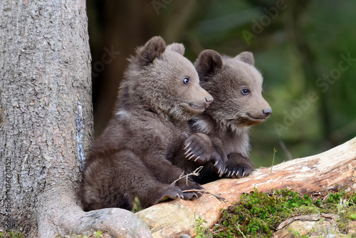 Brown bear cub