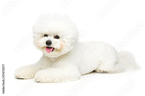 beautiful bichon frisee dog