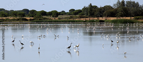 Marisma en Doñana