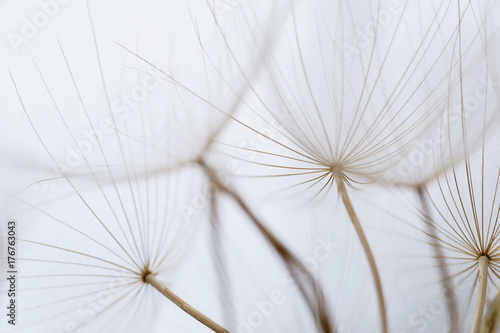 Close up macro image of dandelion seed heads with delicate lace-like patterns, on the Greek island of Kefalonia.