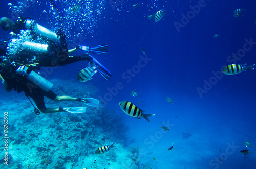 Fish swim for diving. Abudefduf saxatilis