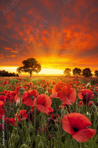 Red Poppies fields under dramatic skies near sunset