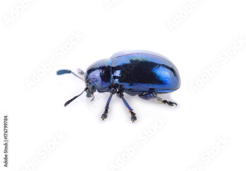 Blue insect on a white background.